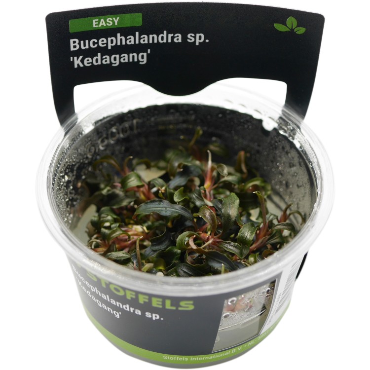 Planta acvariu Bucephalandra Kedagang in vitro Stoffels - imagine 5